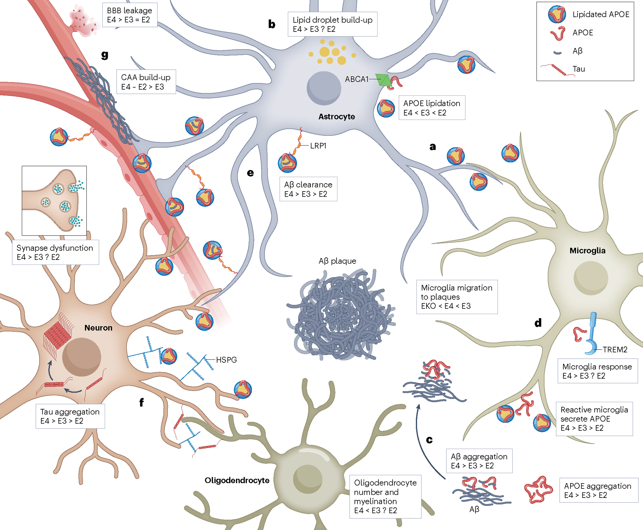 APOE and Neurodegenerative Diseases