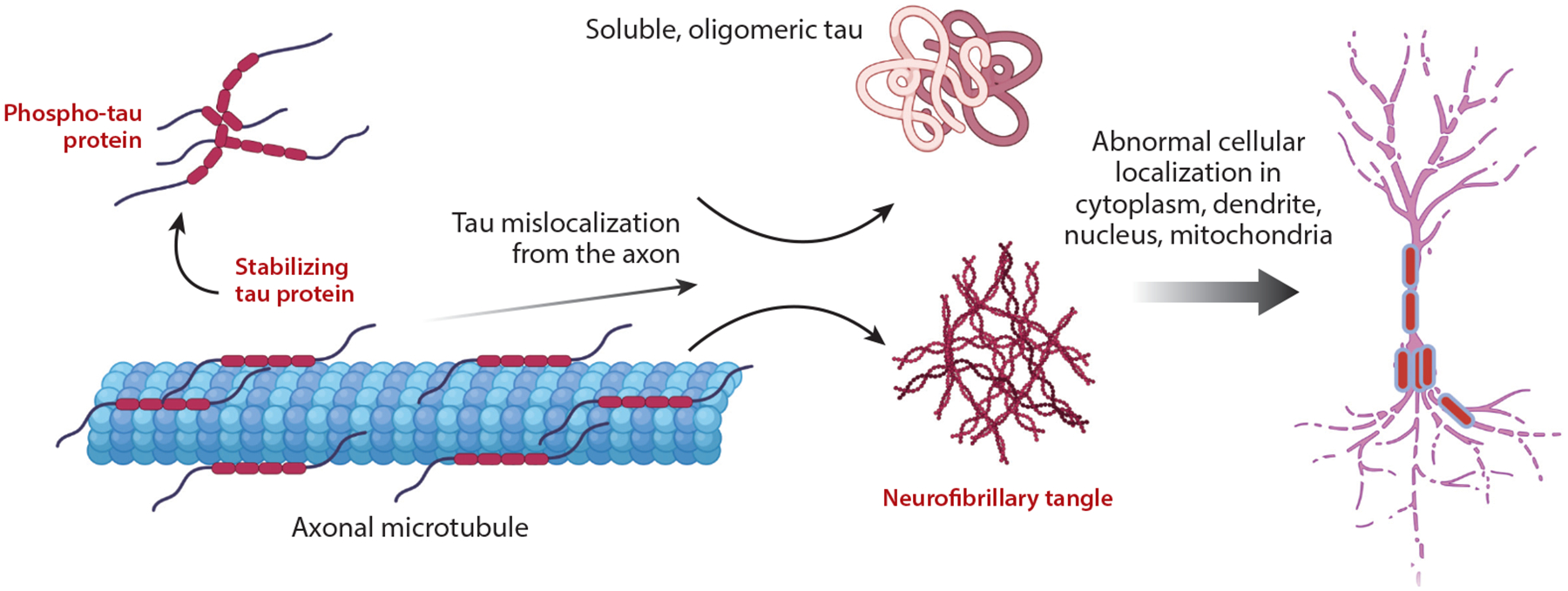 Tau Pathology and Mechanisms